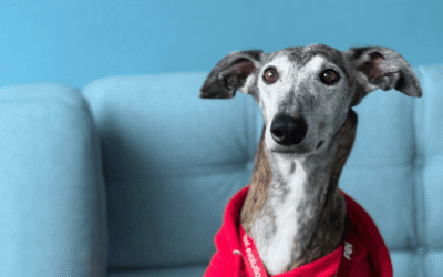 Von Glitzerstaub und Hundehaaren.